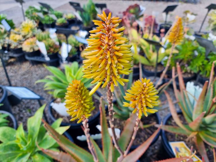Aloe hybrida Southern Cross PBR. Common name - Succulent
