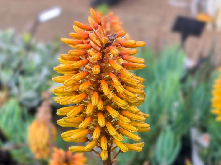 Aloe hybrida Southern Cross PBR. Common name - Succulent