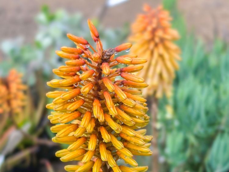 Aloe hybrida Southern Cross PBR. Common name - Succulent