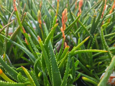 Aloe hybrida Topaz PBR. Common name - Succulent