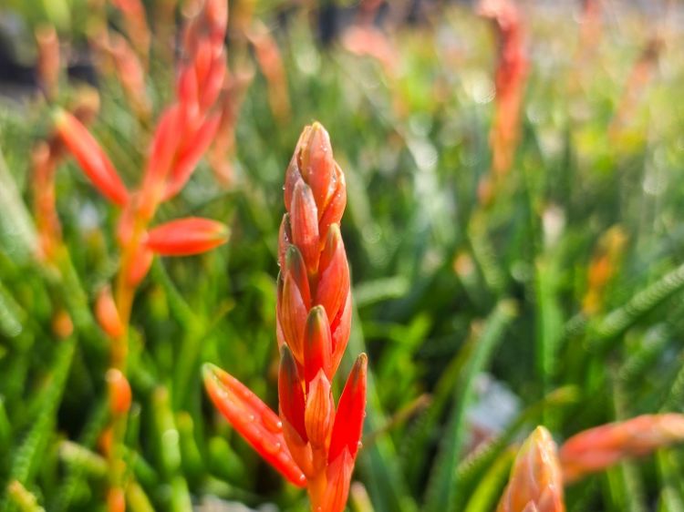 Aloe hybrida Topaz PBR. Common name - Succulent