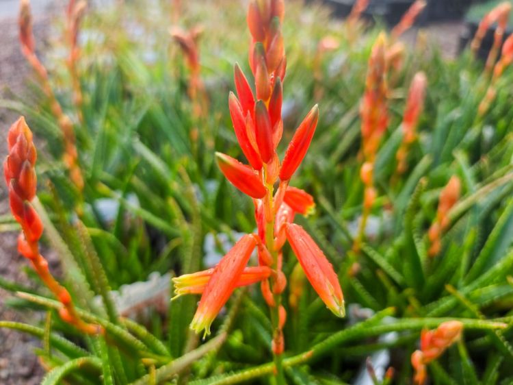 Aloe hybrida Topaz PBR. Common name - Succulent