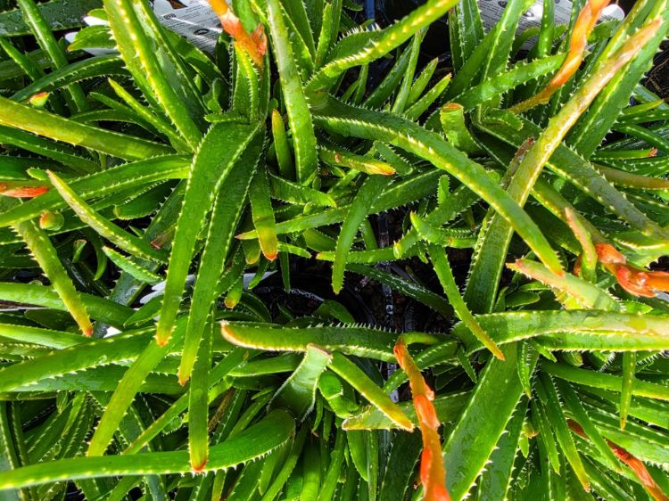 Aloe hybrida Topaz PBR. Common name - Succulent