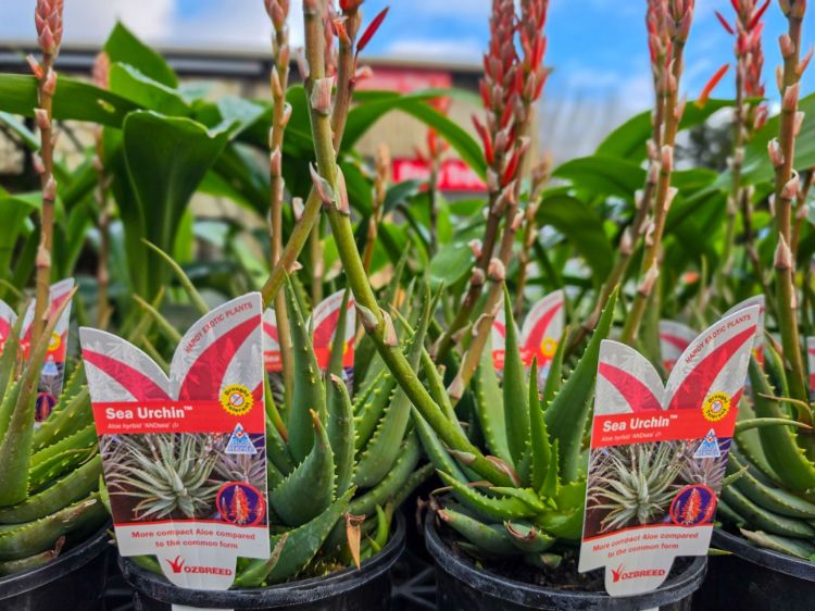 Aloe marlothii arborescens Sea Urchin PBR. Common name - ANDsea, Succulent