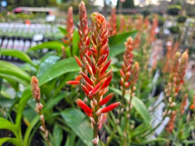 Aloe marlothii arborescens Sea Urchin PBR. Common name - ANDsea, Succulent