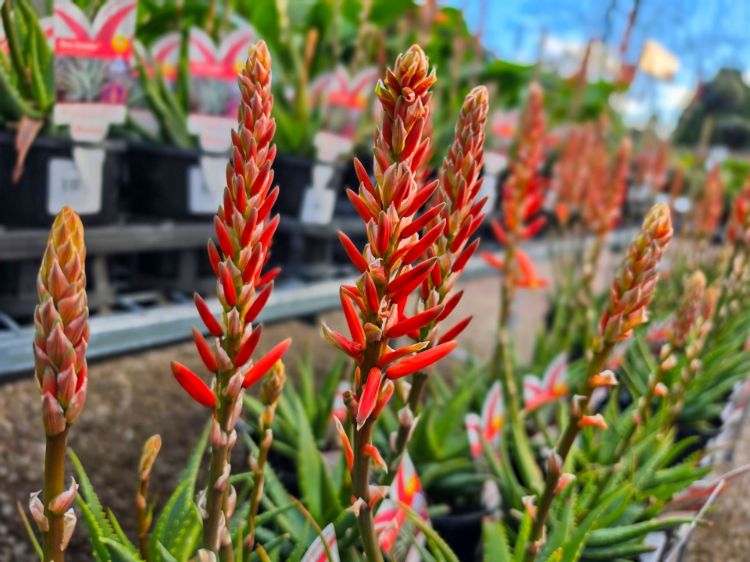 Aloe marlothii arborescens Sea Urchin PBR. Common name - ANDsea, Succulent