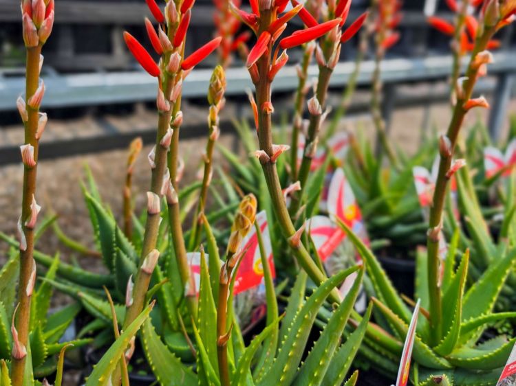 Aloe marlothii arborescens Sea Urchin PBR. Common name - ANDsea, Succulent