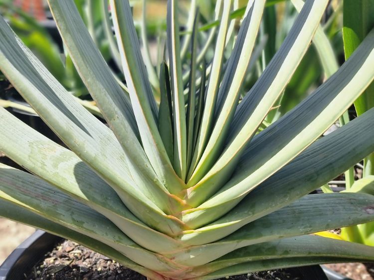 Aloe plicatilis. Common name - syn Kumara plicatilis, Fan Aloe, Succulent