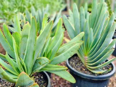 Aloe plicatilis. Common name - syn Kumara plicatilis, Fan Aloe, Succulent