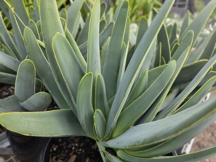 Aloe plicatilis. Common name - syn Kumara plicatilis, Fan Aloe, Succulent