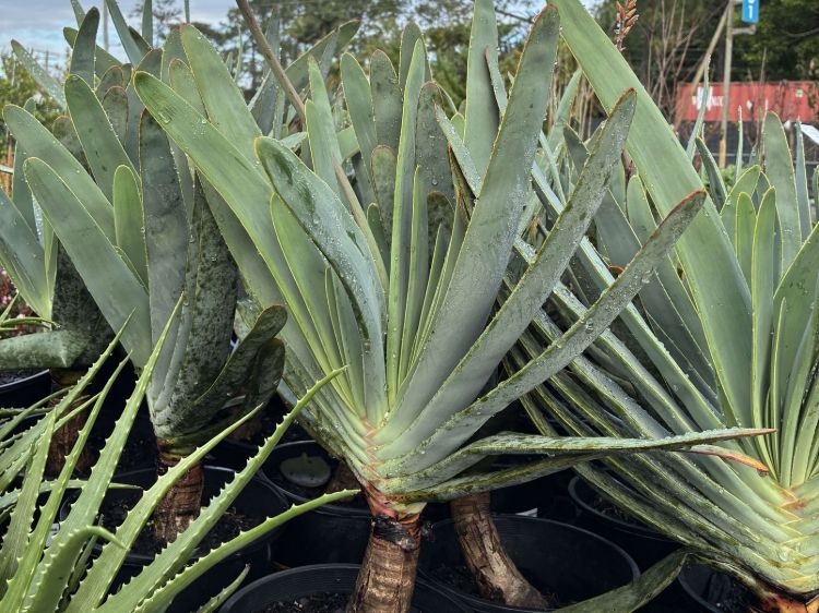 Aloe plicatilis. Common name - syn Kumara plicatilis, Fan Aloe, Succulent