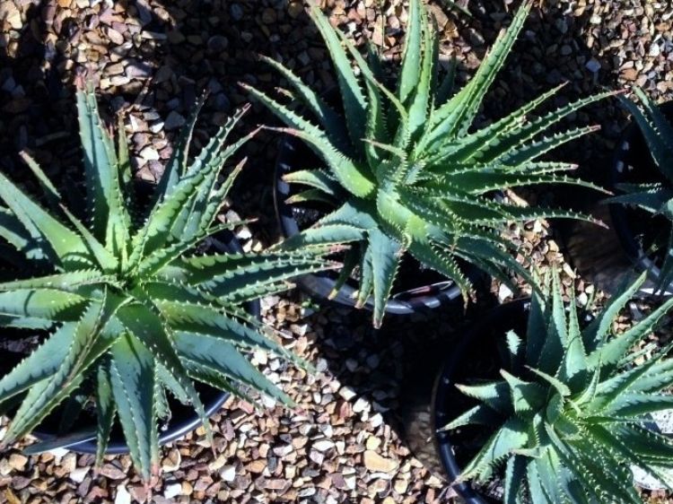 Aloe spinosissima. Common name - Spider Aloe, Succulent