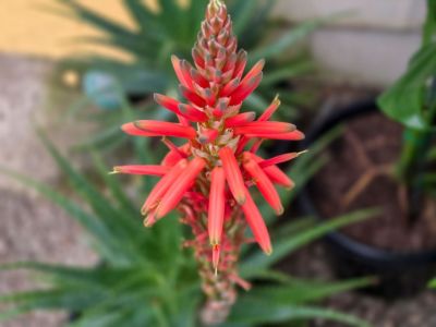 Aloe spinosissima. Common name - Spider Aloe, Succulent