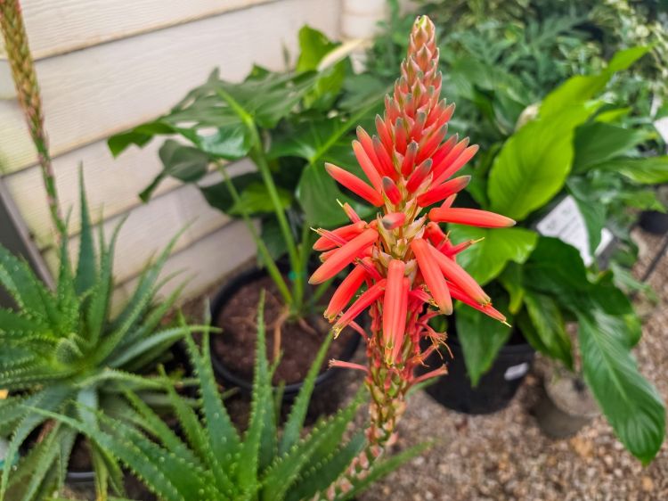 Aloe spinosissima. Common name - Spider Aloe, Succulent