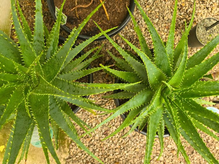 Aloe spinosissima. Common name - Spider Aloe, Succulent