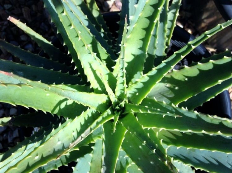 Aloe spinosissima. Common name - Spider Aloe, Succulent
