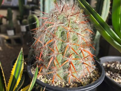 Oreocereus hybrida. Common Names - Cactus, Cactii, Succulent.
