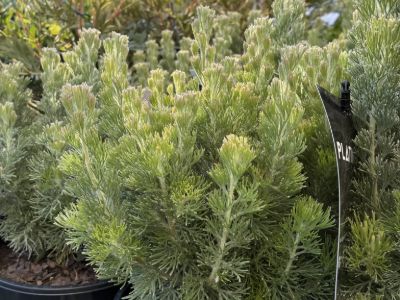 Adenanthos sericeus Platinum PBR. Common name - Woolly Bush, Woollybush