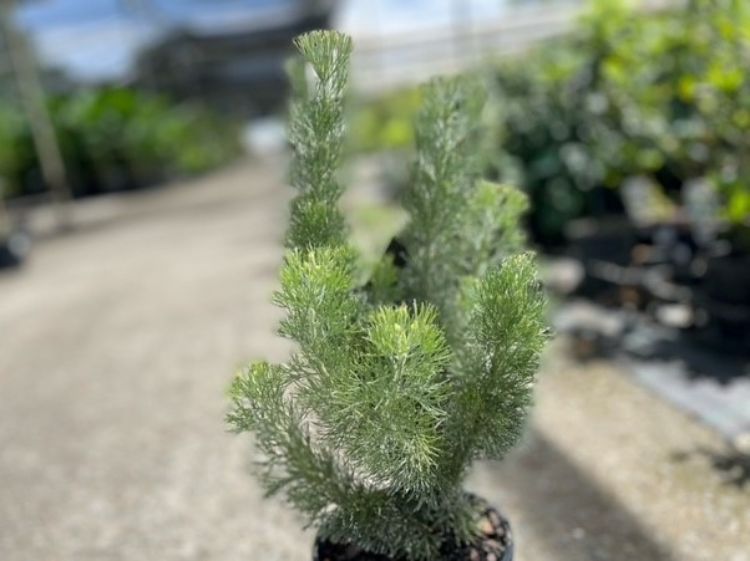 Adenanthos sericeus Platinum PBR. Common name - Woolly Bush, Woollybush