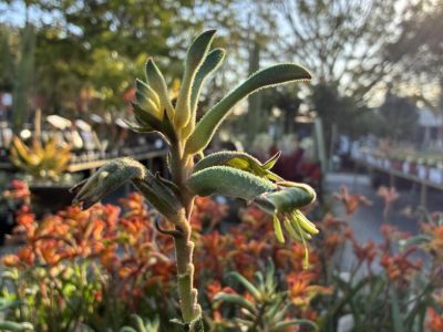 Anigozanthos hybrida Aussie Spirit. Common Name - Bush Gems Celebrations Kangaroo Paw, PBRKPAUSP.