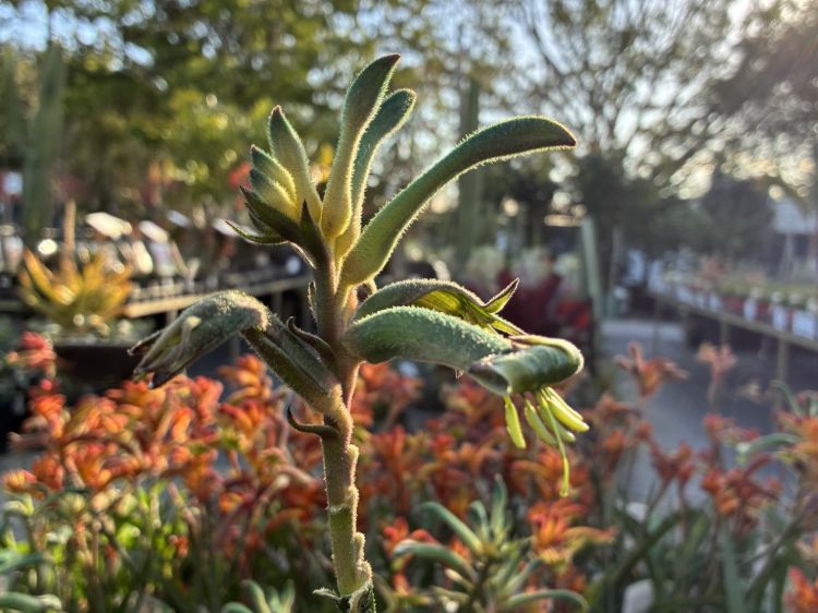 Anigozanthos hybrida Aussie Spirit. Common Name - Bush Gems Celebrations Kangaroo Paw, PBRKPAUSP.