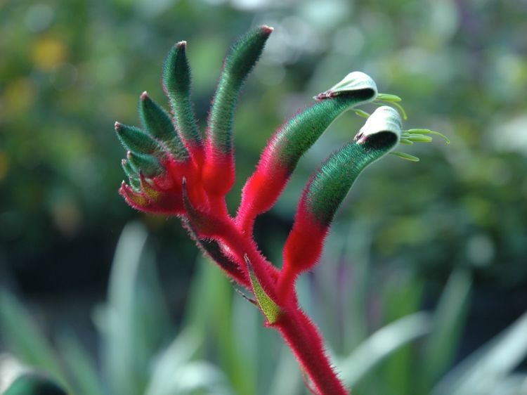 Anigozanthos hybrida Bush Dance. Common name - Bush Gems Kangaroo Paw, RAMBUDAN
