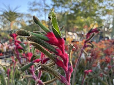 Anigozanthos hybrida Bush Dance. Common name - Bush Gems Kangaroo Paw, RAMBUDAN