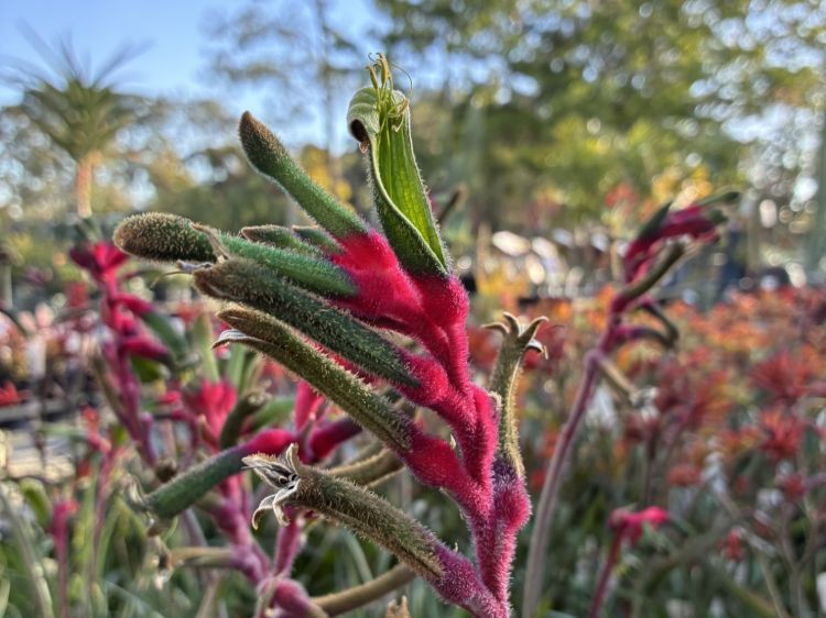 Anigozanthos hybrida Bush Dance. Common name - Bush Gems Kangaroo Paw, RAMBUDAN