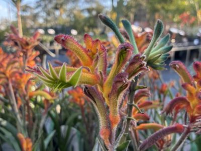 Anigozanthos hybrida Bush Surprise. Common name - Bush Gems Kangaroo Paw