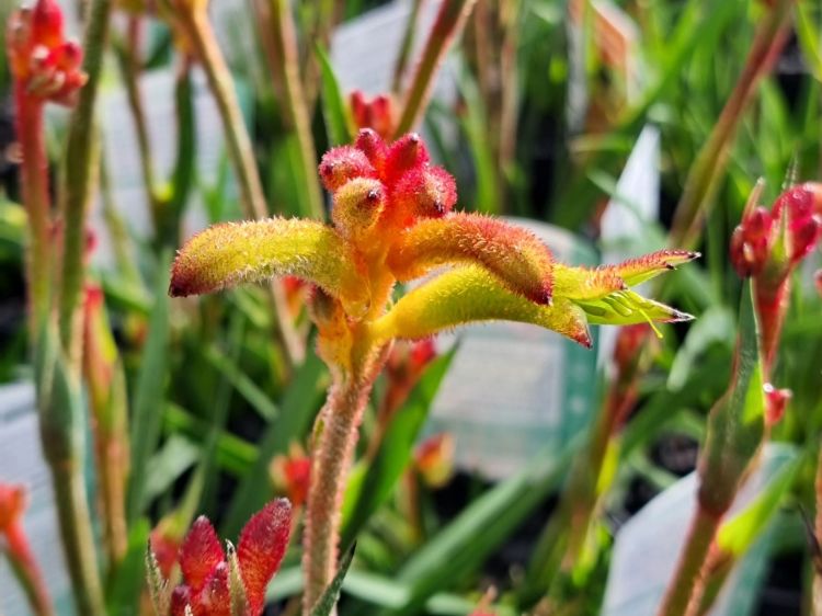 Anigozanthos hybrida Bush Surprise. Common name - Bush Gems Kangaroo Paw