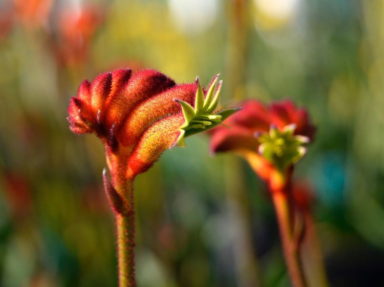 Anigozanthos hybrida Bush Surprise. Common name - Bush Gems Kangaroo Paw