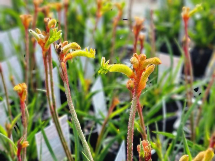 Anigozanthos hybrida Bush Surprise. Common name - Bush Gems Kangaroo Paw