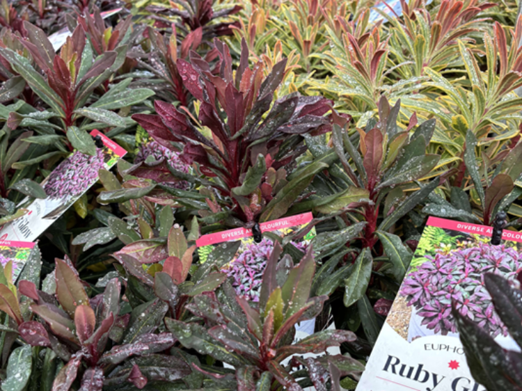 Euphorbia amygdaloides Ruby Glow. Common Name - Wood Spurge.