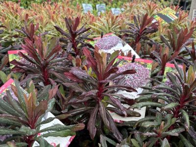 Euphorbia amygdaloides Ruby Glow. Common Name - Wood Spurge.