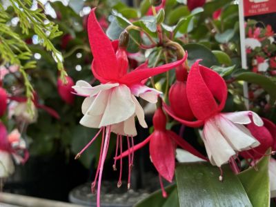 Fuchsia hybrida Ballerina. Common Name - Fuchsia.