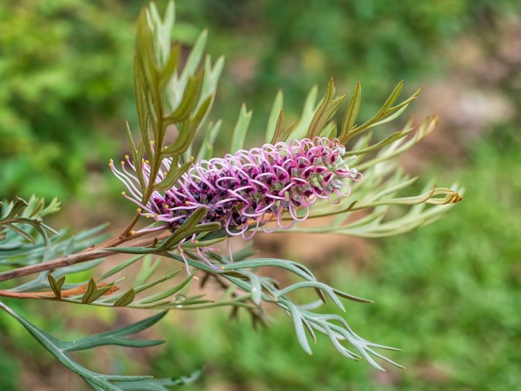 Grevillea hybrida Dorothy Gordon flowering native shrub. Common name - Spider Flower, Toothbrush Plant