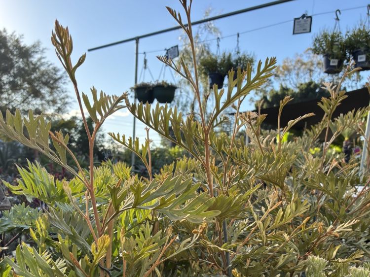 Grevillea hybrida Dorothy Gordon flowering native shrub. Common name - Spider Flower, Toothbrush Plant