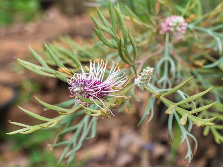 Grevillea hybrida Dorothy Gordon flowering native shrub. Common name - Spider Flower, Toothbrush Plant