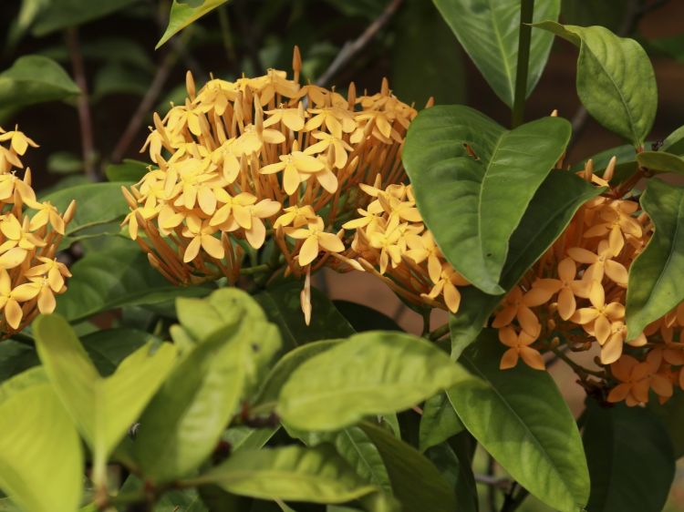 Ixora coccinea Gold Fire. Common Name - Jungle Geranium, Jungle Flame, Flame of the Woods.
