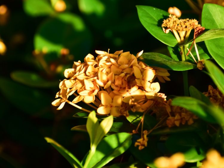 Ixora coccinea Gold Fire. Common Name - Jungle Geranium, Jungle Flame, Flame of the Woods.