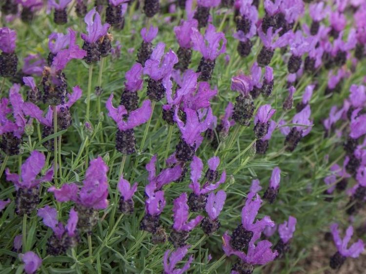 Lavandula pedunculata Fairy Wings Spellbound PBR. Common name - Lavender, Lavinnova