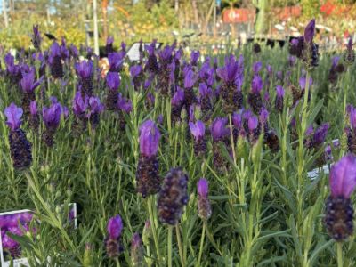 Lavandula pedunculata Fairy Wings Spellbound PBR. Common name - Lavender, Lavinnova