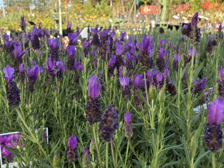 Lavandula pedunculata Fairy Wings Spellbound PBR. Common name - Lavender, Lavinnova
