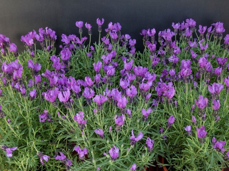 Lavandula pedunculata Fairy Wings Spellbound PBR. Common name - Lavender, Lavinnova
