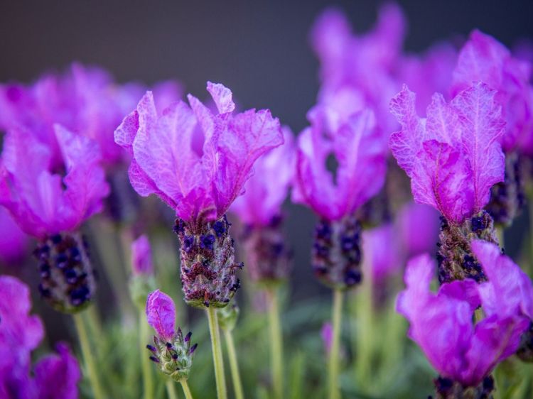 Lavandula pedunculata Fairy Wings Spellbound PBR. Common name - Lavender, Lavinnova