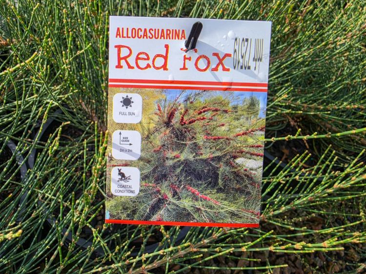 Allocasuarina monilifera Red Fox. Common Name: Necklace Sheoak.