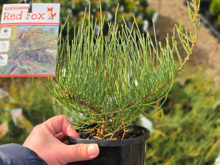 Allocasuarina monilifera Red Fox. Common Name: Necklace Sheoak.
