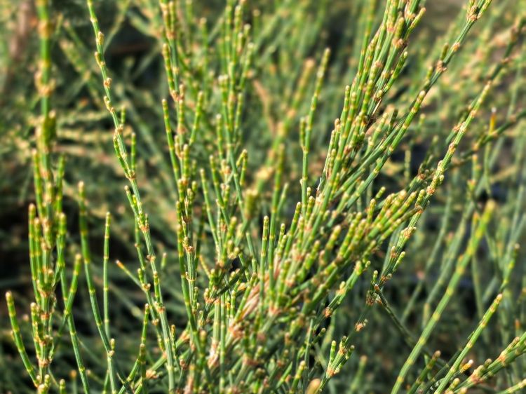 Allocasuarina monilifera Red Fox. Common Name: Necklace Sheoak.