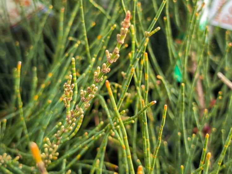 Allocasuarina monilifera Red Fox. Common Name: Necklace Sheoak.
