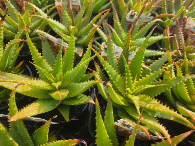 Aloe hybrida Gemini PBR. Common name - Succulent